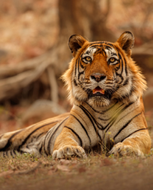 Wildlife Holidays Tour Package Booking Agent in Thane