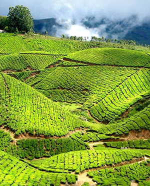 Kerala Tour Package Booking Agent in Thane